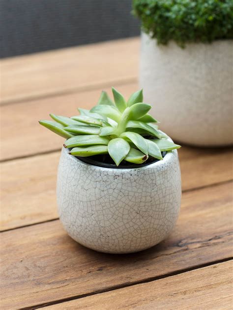 Garden Trading Ravello Small Ceramic Glaze Indoor Plant Pot White At