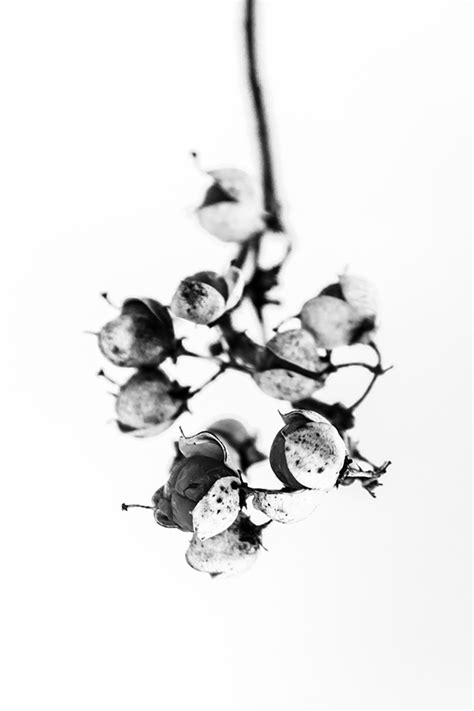 Black And White Nature On Behance