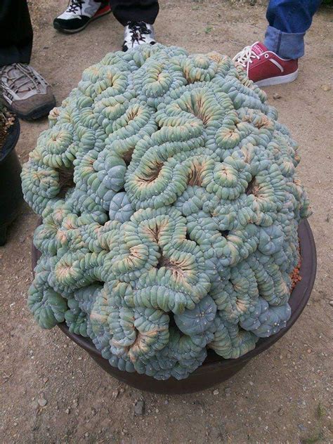Peyote The Divine Cactus