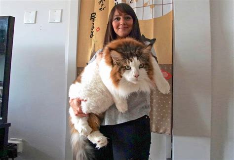 Meet Samson The Largest Cat In New York City Whos Becoming A Body
