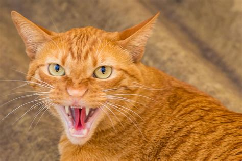 15 Most Aggressive Cat Breeds 2023 I Discerning Cat