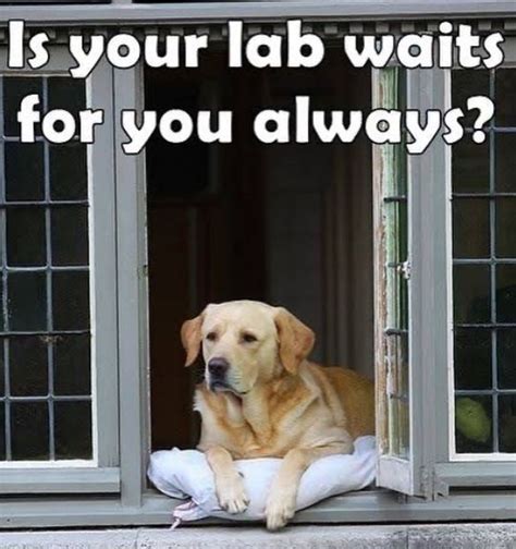 14 Funny Labrador Memes That Will Make You Smile Page 2 Of 3
