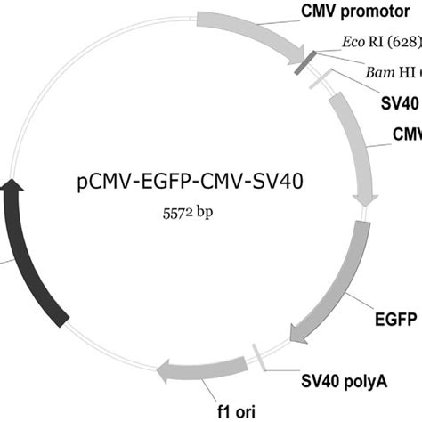 Illustration of pCMV-EGFP-CMV-SV40 plasmid. It contains additional CMV