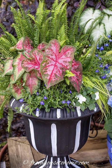 July 4th Containers Patriotic Red White And Blue Flower Pot Combinations