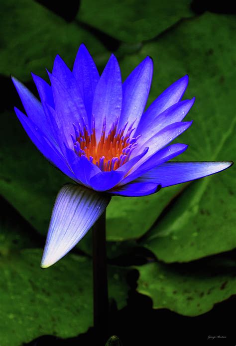 Blue Water Lily 006 Photograph By George Bostian Fine Art America