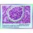 EPITHELIAL TISSUE Flashcards By ProProfs