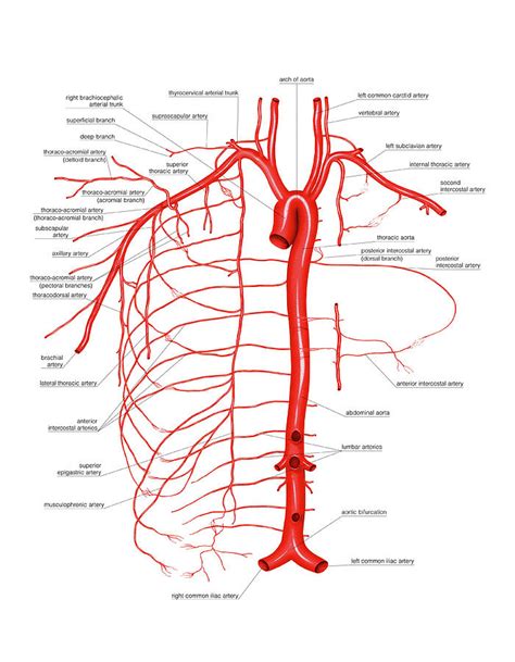 Arterial System Of Thoracic Wall 1 Photograph By Asklepios Medical