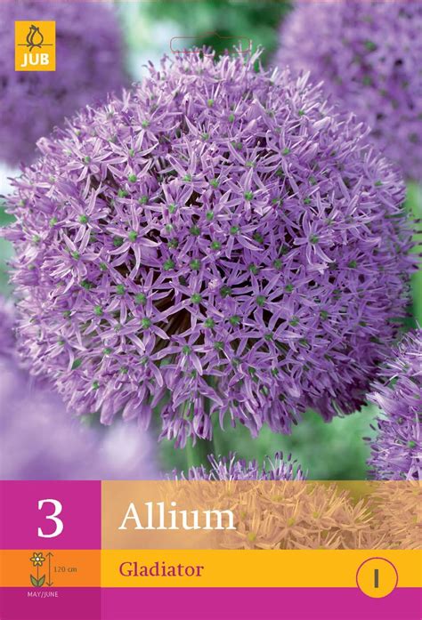 An Image Of Purple Flowers With The Words Alum Gladiator On It