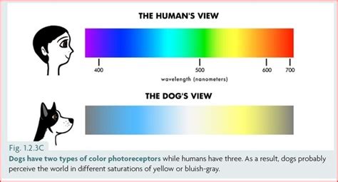 While your pup might not see every color of the rainbow, they do enjoy quite a few visual advantages over us humans. How good are dogs' vision compared to average humans? - Quora
