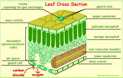 Mesophyte Cross Section