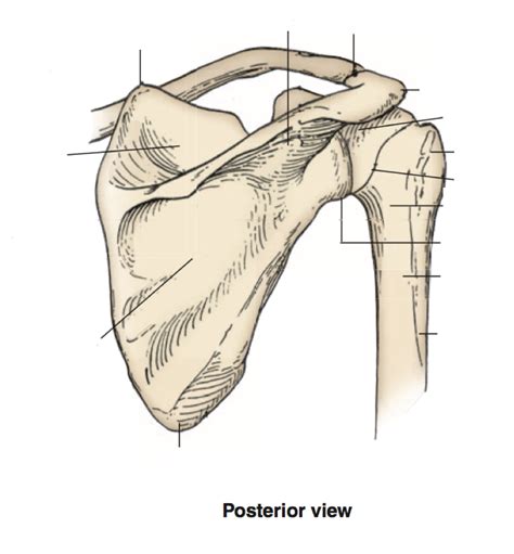 Posterior Shoulder Bone Diagram Quizlet