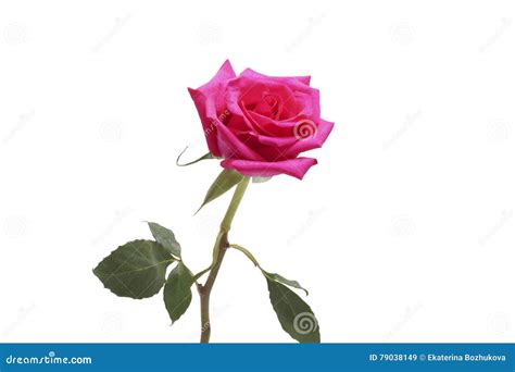 Flower Pink Rose Close Up Stock Image Image Of Botany 79038149
