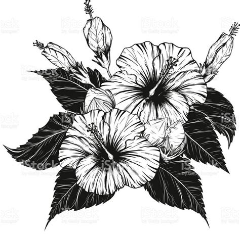 Drawing Hibiscus Flowers Drawing Image