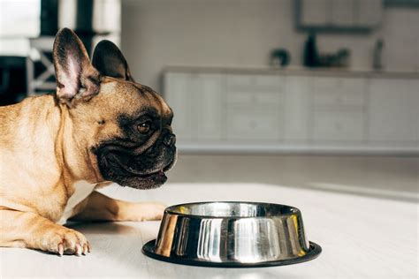 Their portfolio has range of dog foods categorized as per breed of the dog, age of the dog. 6 Best Fresh Dog Food Brands: 2020 Reviews + Ratings