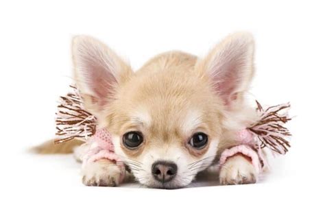 Papillon Chihuahua Mix Discover This Hidden Gem K9 Web