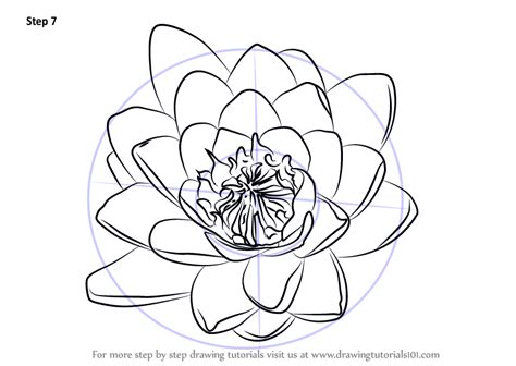 Unlike most other flowers, the perennial plant lily is never asleep. Learn How to Draw Water Lily Flower (Lily) Step by Step ...