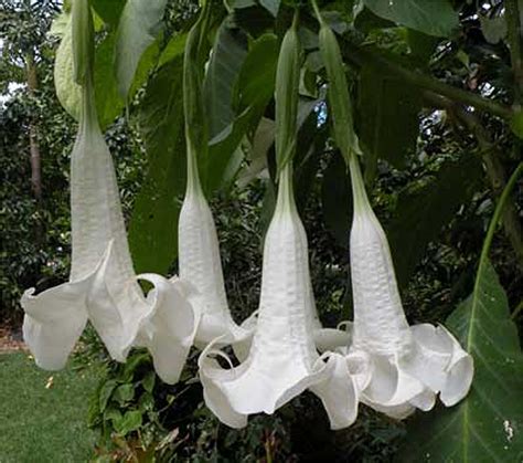 Brugmansia Suaveolens White 10 Seeds Brazils Angel Trumpet Shrub Sm