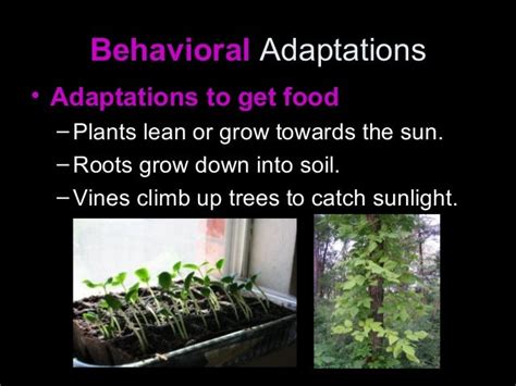 Plant Adaptations