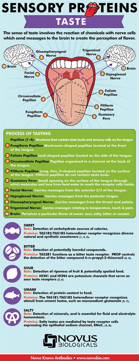 Taste Infographic Explaining Taste From The Tongue To The Brain