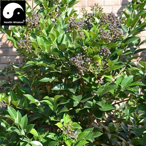 Ligustrum Lucidum Plants Garden