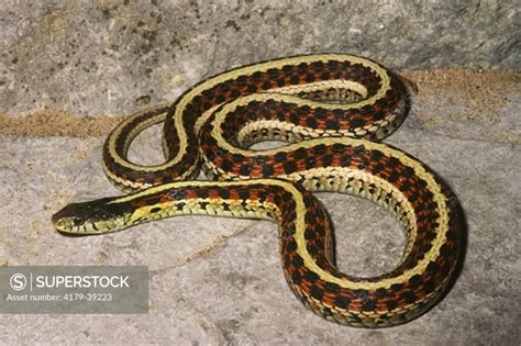 Red Sided Garter Snake Thamnophis Sirtalis Parietalis Sedgwick Co