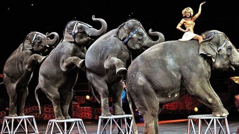 Latest animal cruelty news from australia and around the world, abuse of dogs, cats, pets, live stock and wild animals. Animal Rights Activists Continue the Fight Against Circus ...