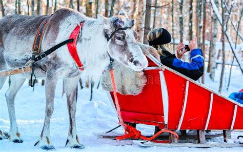 Rendier In De Winterbos In Rovaniemi Lapland Finland Stock Afbeelding