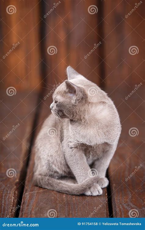 Breed Of European Burmese Cat Gray Sitting On A Brown Wooden
