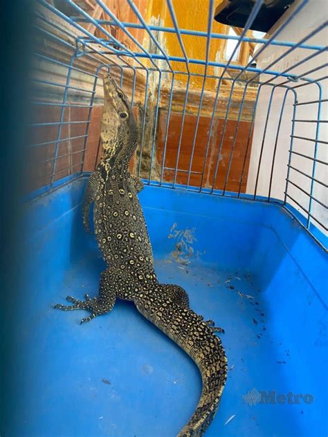 Manjanya biawak air | Harian Metro