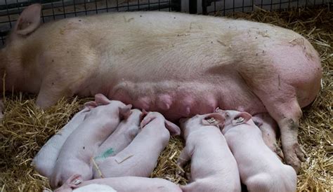 Sow With Piglets Nursing Stock Image Everypixel