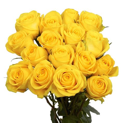 Globalrose Fresh Yellow Roses 50 Stems 50 Yellow Roses Short The