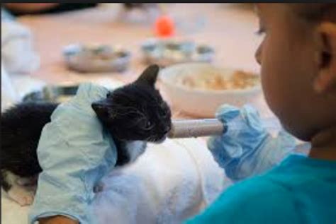 Kitten Nursery Shower Feeding Program And Workshop Peninsula