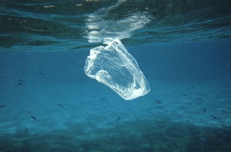 The Plastic In Our Oceans Science In The News