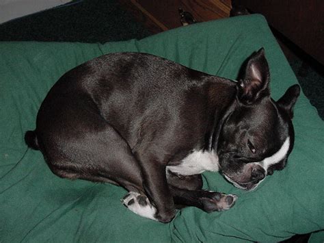 The Position Your Boston Terrier Sleeps Tells You A Lot About Them