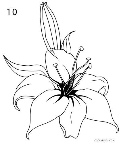 How To Draw A Stargazer Lily Step By Step Justindrew