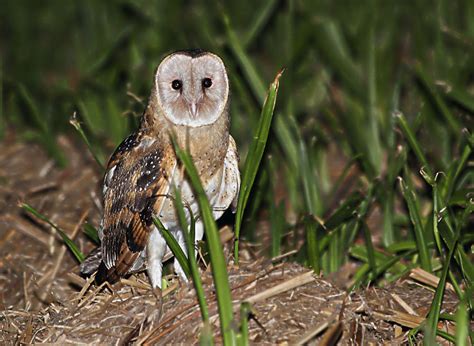 Tyto Tony Eastern Grass Owl Dont Ask Me Where Ive Been