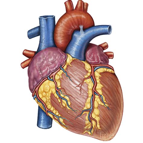 Vector Human Heart Transparent Image Png Arts