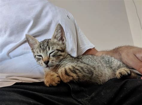 Stray Kitten Befriends Engineer At Construction Site Cuddles Him And