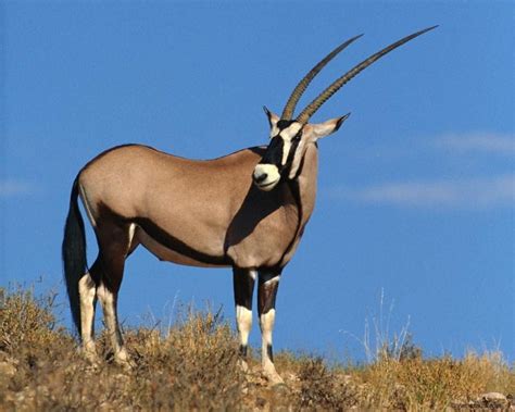The Striking Southern Oryx