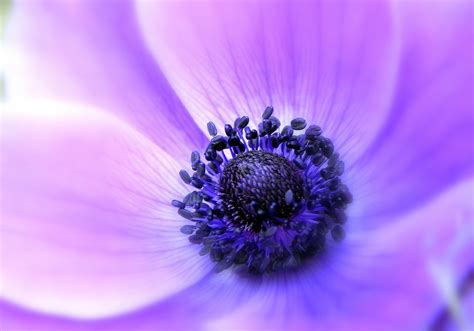 Anemone Lilac Flower Petals Soft Close Up Focus Wallpaper 2048x1432