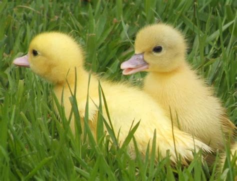 Please leave a comment below and tell me how you got on! Raising Muscovy Ducks - The Hedgecombers