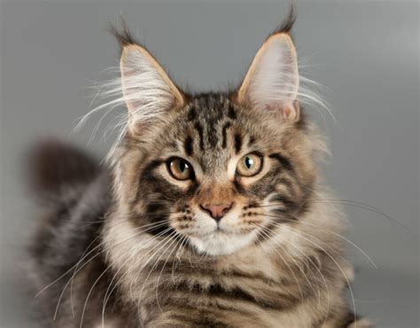 Maine Coon Cat Personality Traits And Facts Great Pet Care