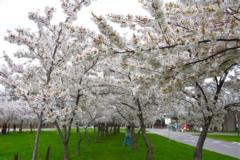 Cherry Blossoms Brock University 1812 Sir Isaac Brock Wa Flickr