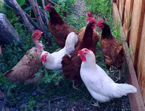 A Guide To Raising Urban Backyard Chickens For Busy People Farmplenty