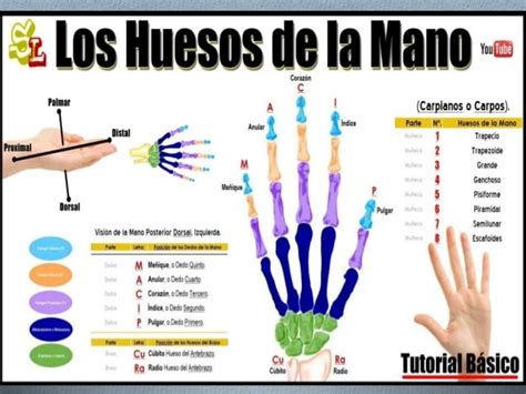 Resumen De Las Regiones Anatomicas De La Mano Y Del Pie