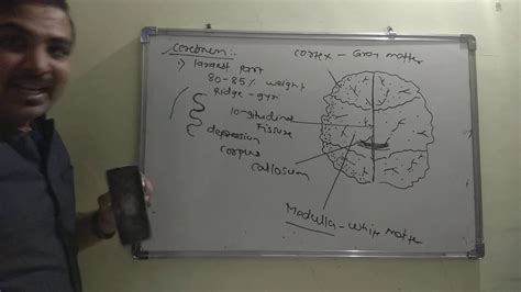 Cerebrum Lobes And Functions YouTube