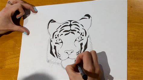 Beginners How To Draw A Tiger Youtube