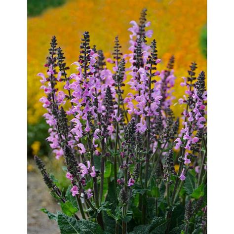 Tiny, white flowers cover the bushy habit. Proven Winners Color Spires Pink Dawn Perennial Salvia ...