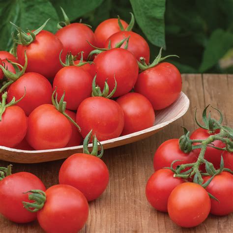 Burpee Organic Chadwick Cherry Tomato Vegetable Seed 1 Pack