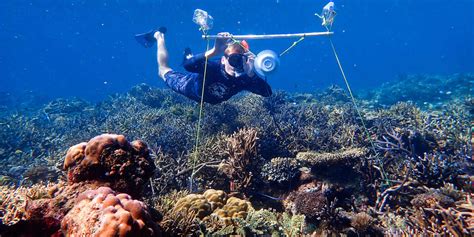 Scientists Use Sound To Help Save Coral Reefs Nowthis